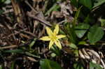 Yellow stargrass
